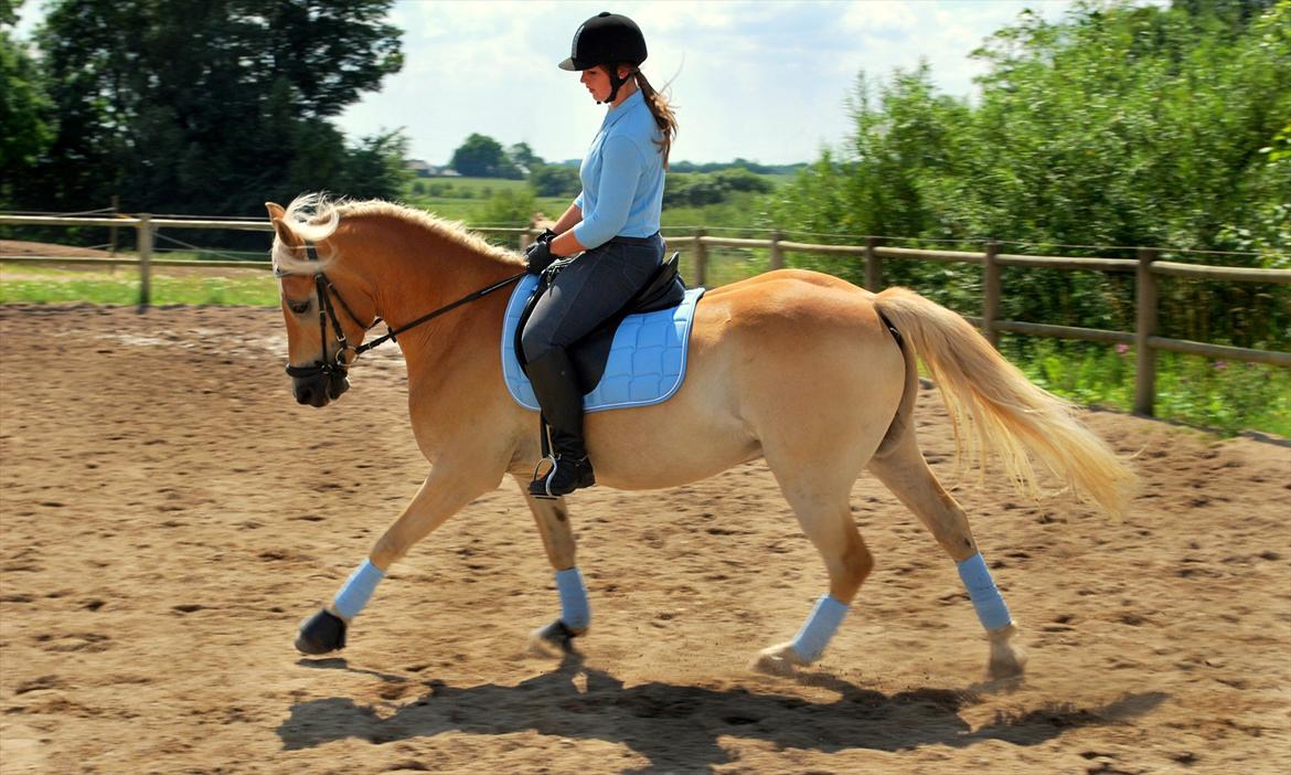 Haflinger Luca - Luca - Dressuren bliver bedre og bedre !! :D Juli 2011 . Billede taget af Victor :D billede 10