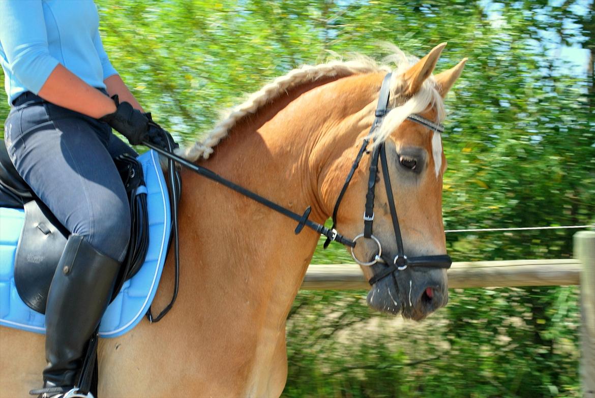 Haflinger Luca - Smukke Luca <3 Juli 20111 . Billede taget af Victor :D billede 11