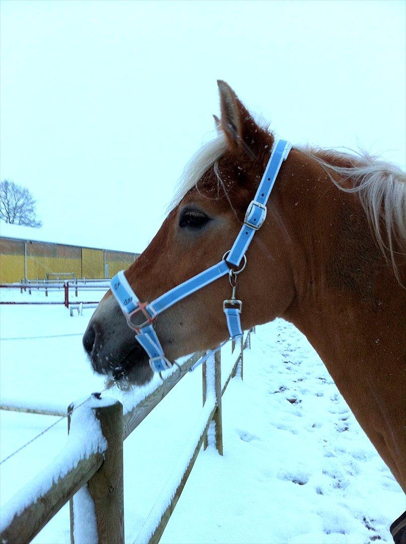 Haflinger Luca - Sne, sne og mere SNE !! :D 26 november 2010 . Billede taget af mig billede 12