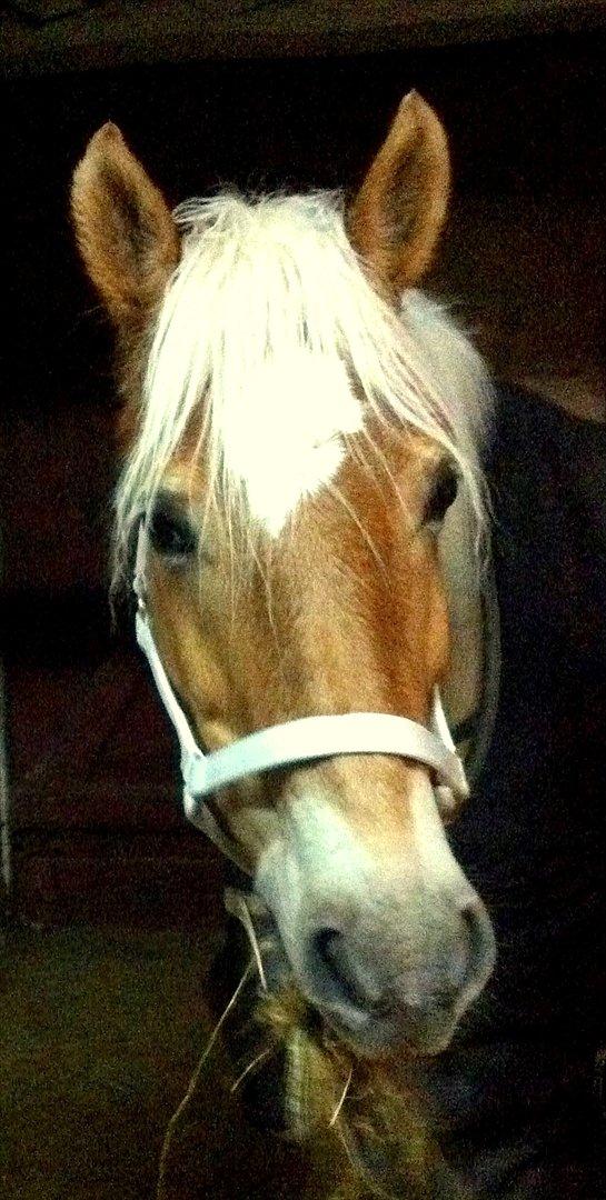 Haflinger Luca - Luca og mig hygger i boksen med lidt hø :D 4 december 2010 . Billede taget af mig billede 13