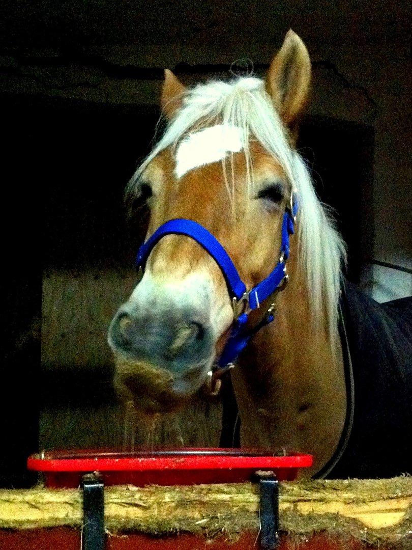 Haflinger Luca - Mmmhh . Der er ikke noget bedre end en lun mash på en kold vinter dag !! :D 9 december 2011 . Billede taget af mig billede 14