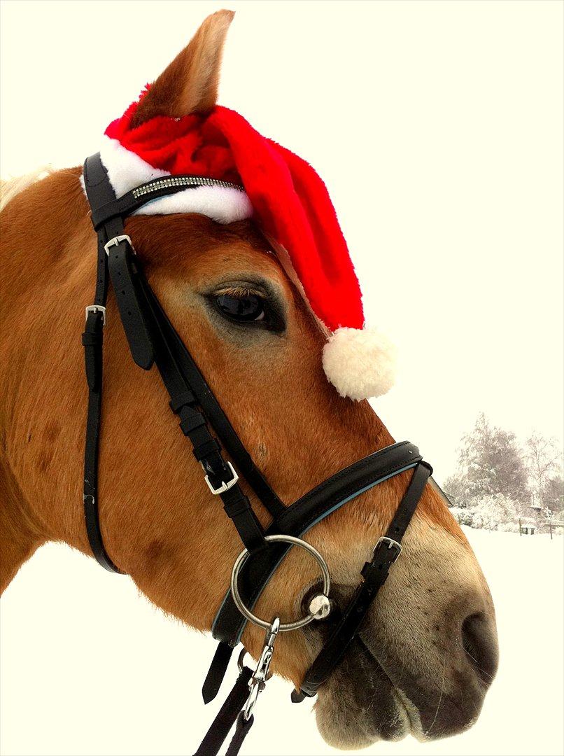 Haflinger Luca - Juleridt med DARK december 2010 . Billede taget af mig billede 15