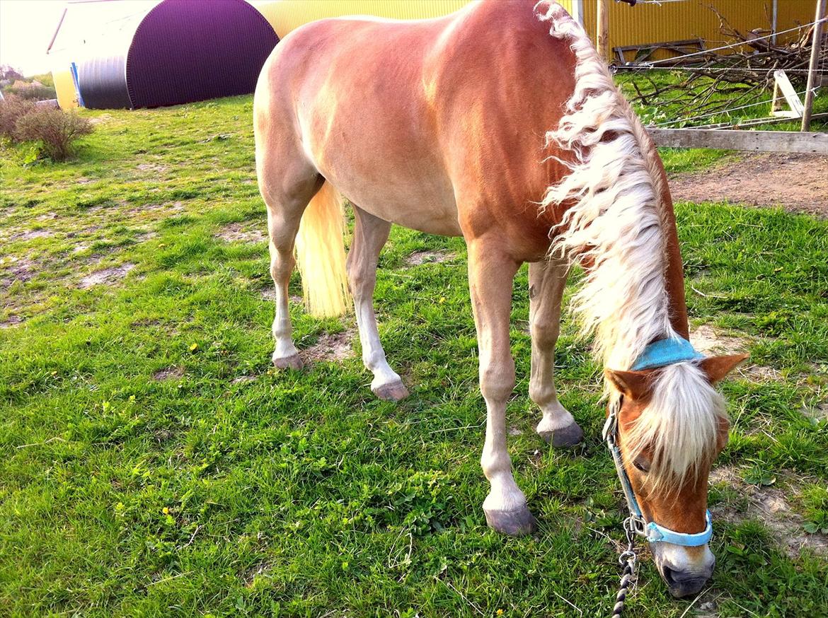 Haflinger Luca - Grunden til han har fået navnet Barbie-hesten !! :D Han havde krøller i 14 dage efter klubmesterskaberne i dressur :O April 2011 . billede 17