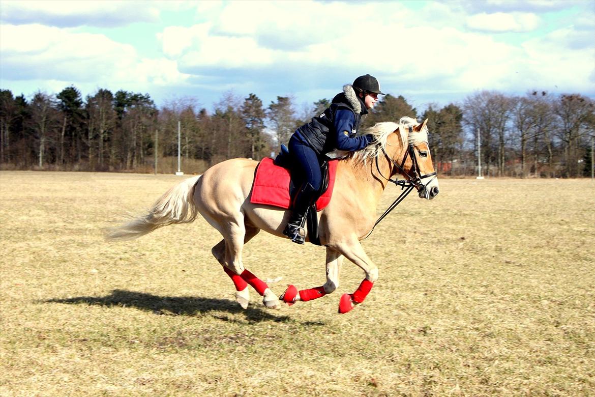 Haflinger Luca - For fuld gallop !! :D April 2011 . Billede taget af Simone Åberg billede 18