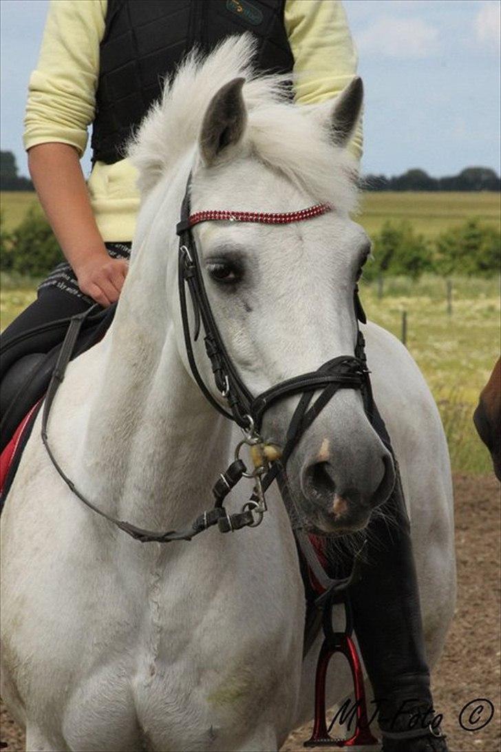 New Forest Odbjergs Izara 'A-pony' billede 20