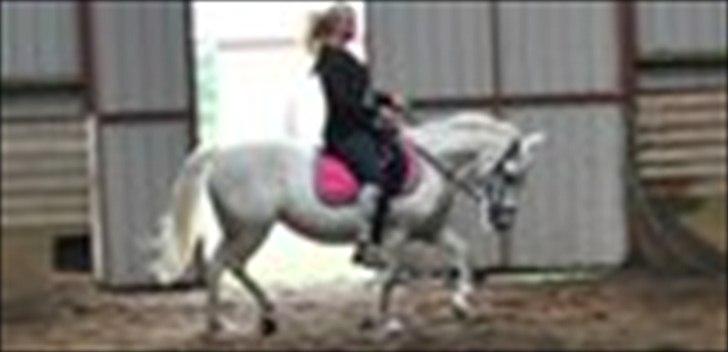 Anden særlig race Musse. R.I.P. *Himmel hest* billede 16