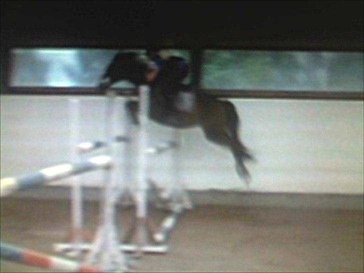 Hollandsk Varmblod TREFFER J B-PONY ~ A-PONY  - Velkommen til Tut's profil!! - Her flyver han over 130 (undskyld kvaliteten) :-*  billede 1