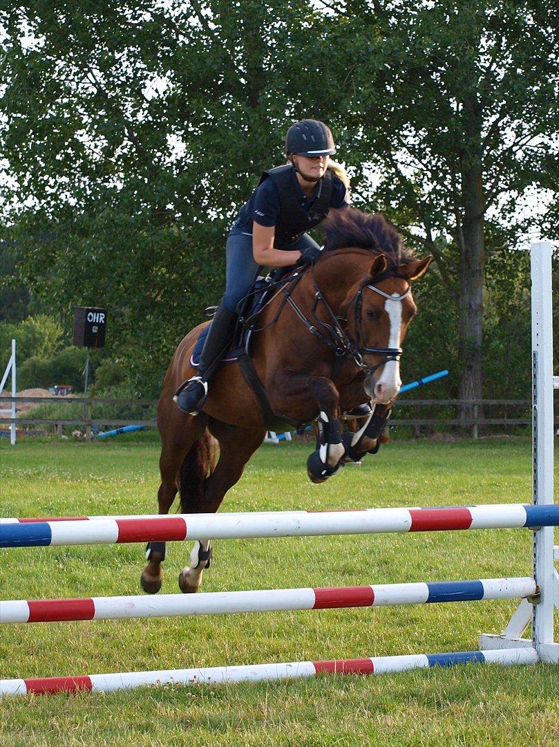 Tysk Sportspony Artos (fedtmulen) B-pony - Spring undervisning på Odsherred Ridelejr d. 12 juni 2011 ! han var fantastisk :) <3 foto: Søster billede 17