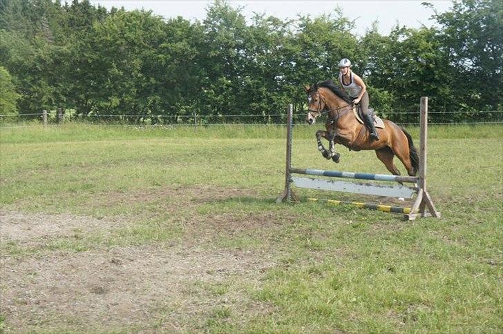 Pinto korel - Korell på ridelejr.:-D
 billede 4