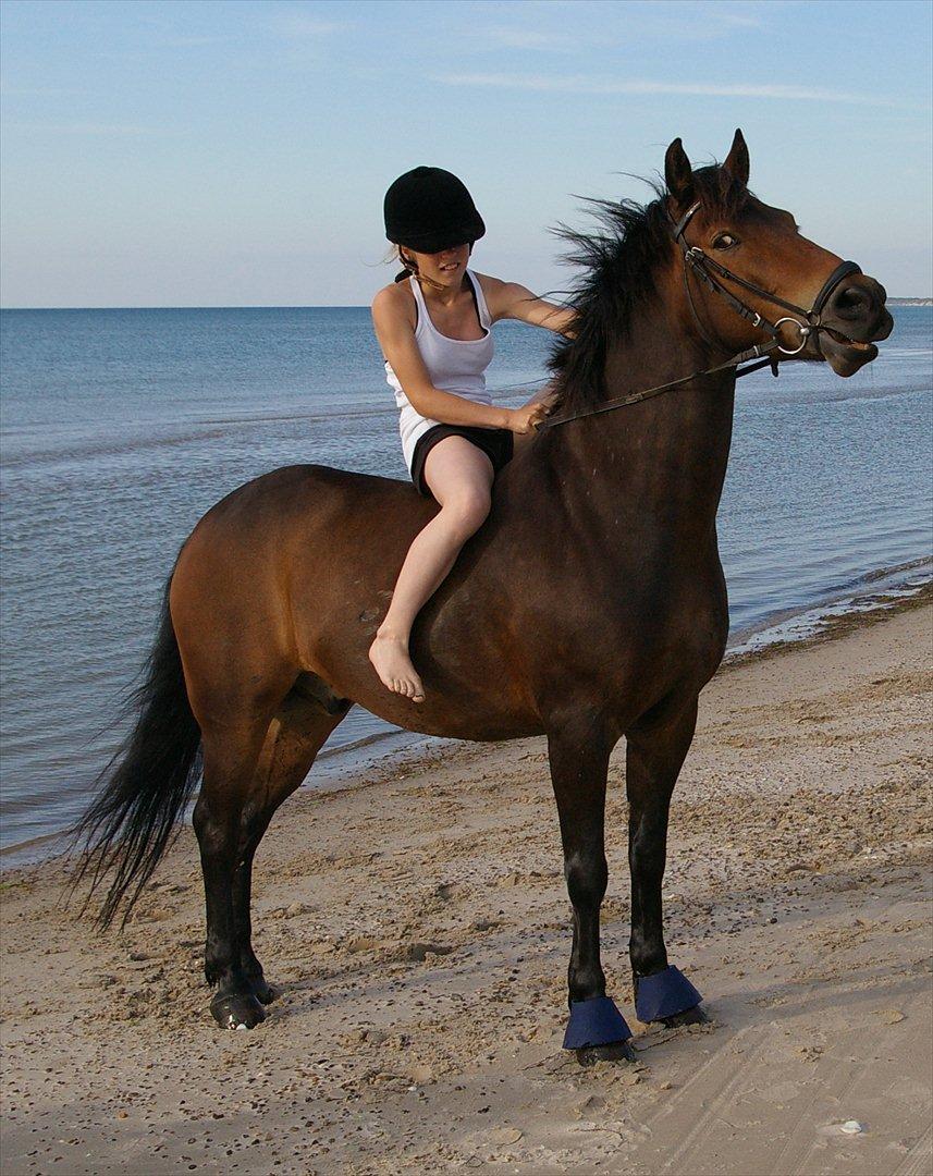 Anden særlig race Felix - B-pony - Rødhus! <3 billede 9