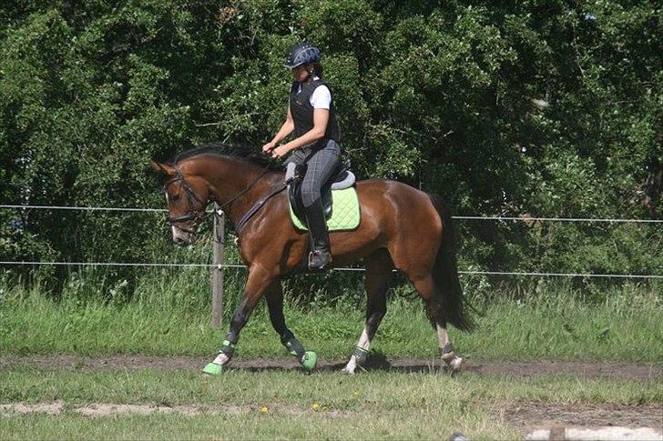 Pinto korel - Korell og mor.:-D
 billede 6