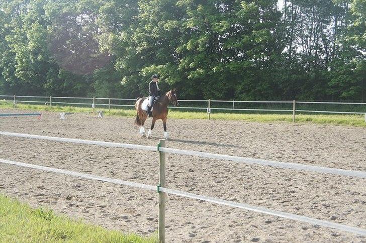 Pinto korel - Korell og jeg til vores første dressur stævne, hvor vi vandt en flot 4 plads. billede 15