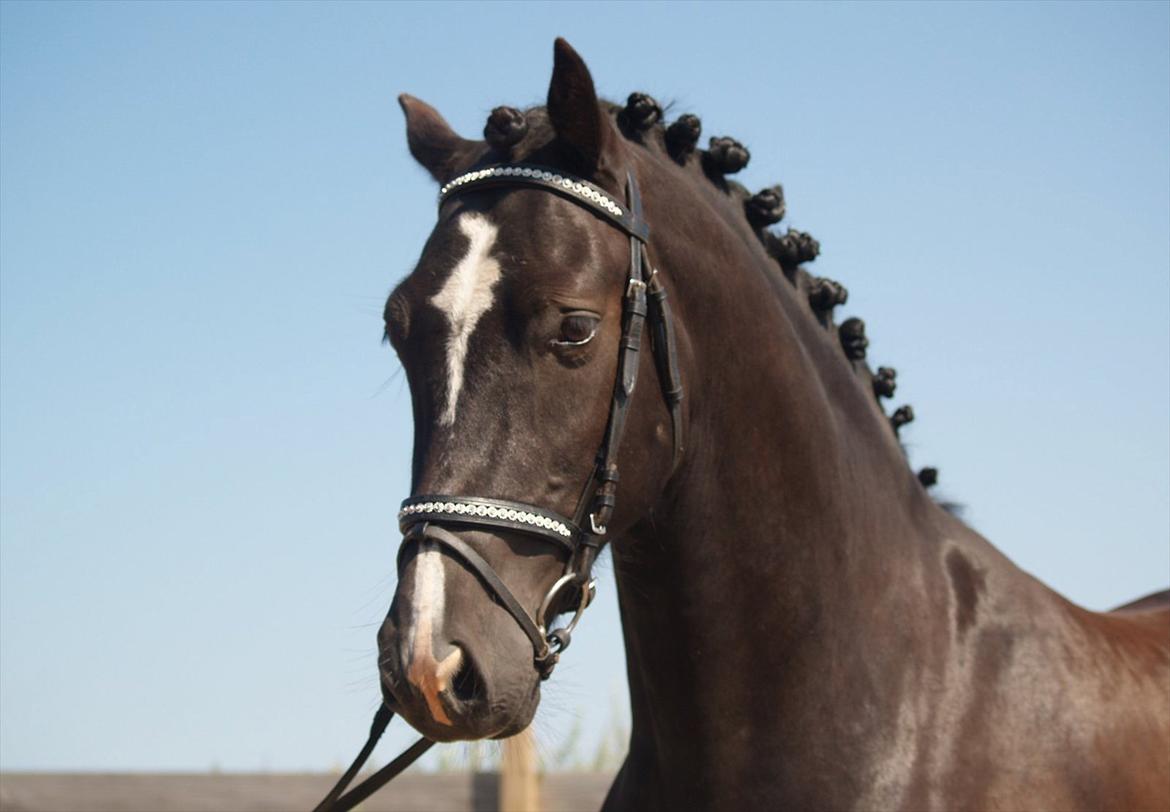 Welsh Cob (sec D) Låddenhøjs Armarni *SOLGT! billede 1