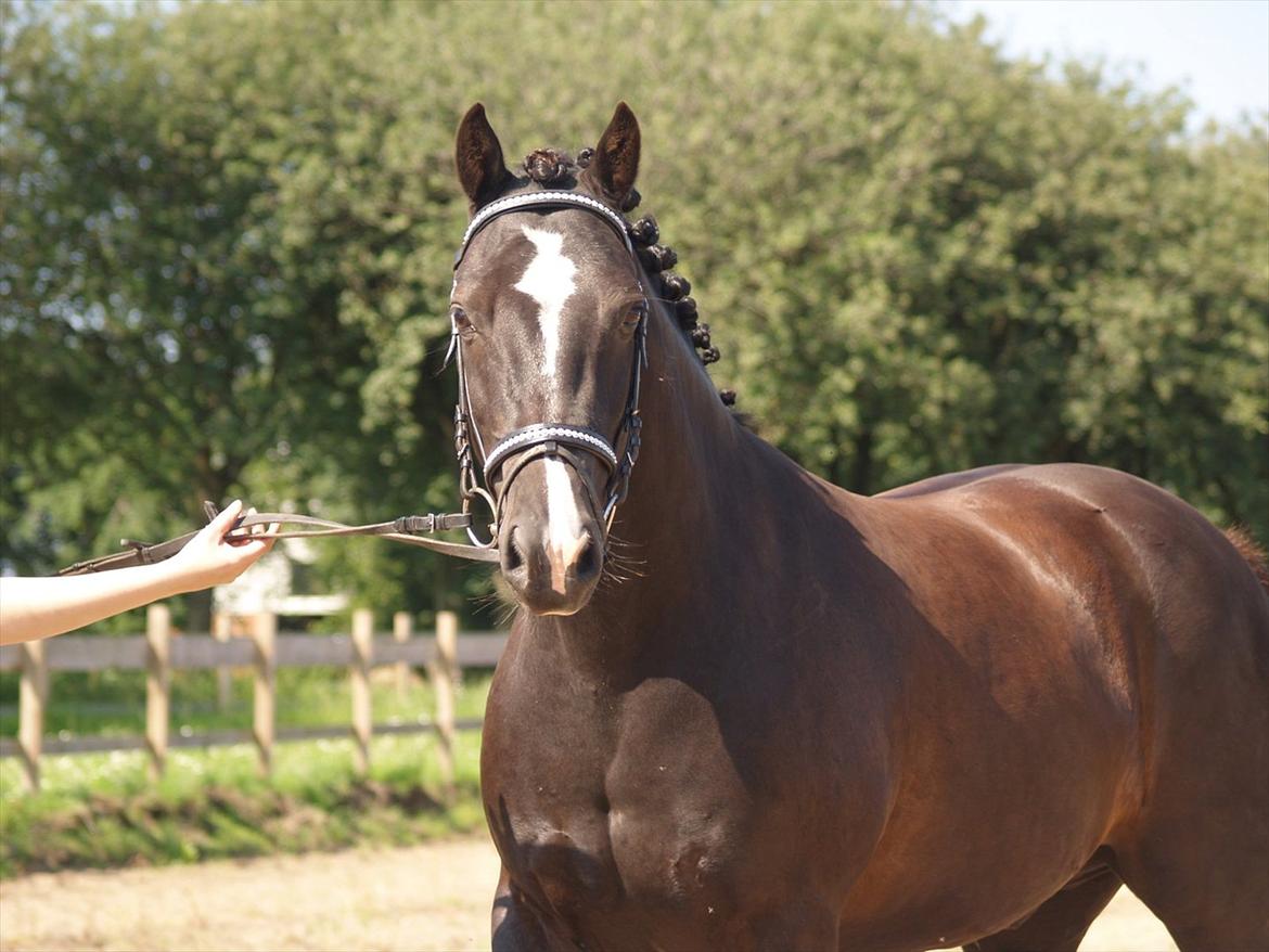 Welsh Cob (sec D) Låddenhøjs Armarni *SOLGT! billede 3