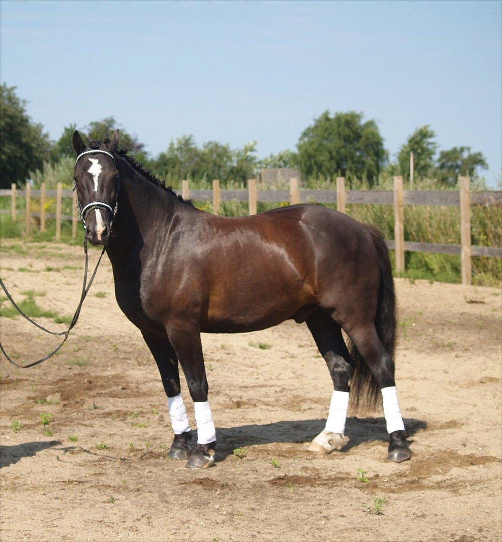 Welsh Cob (sec D) Låddenhøjs Armarni *SOLGT! billede 4