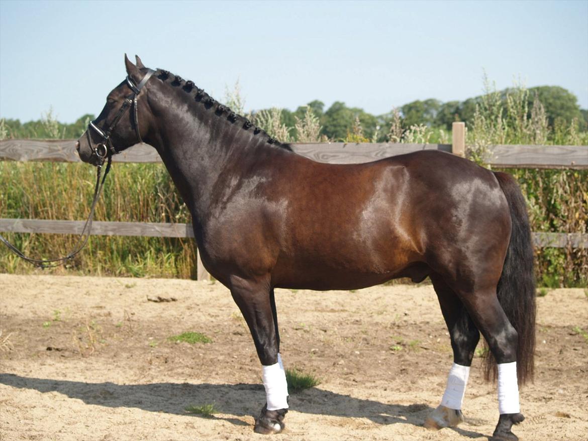 Welsh Cob (sec D) Låddenhøjs Armarni *SOLGT! billede 5