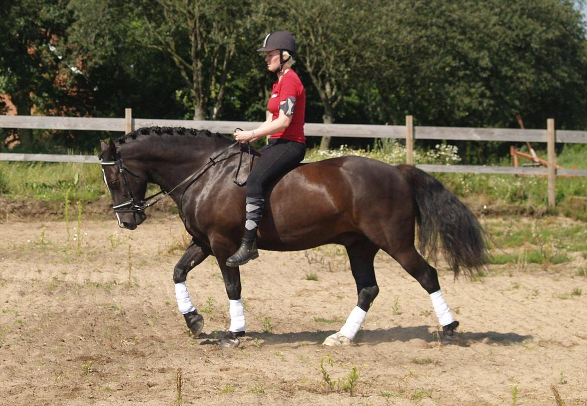 Welsh Cob (sec D) Låddenhøjs Armarni *SOLGT! billede 7