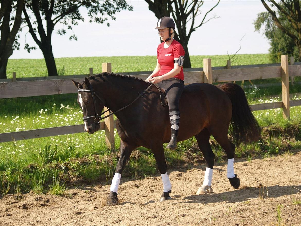 Welsh Cob (sec D) Låddenhøjs Armarni *SOLGT! billede 8