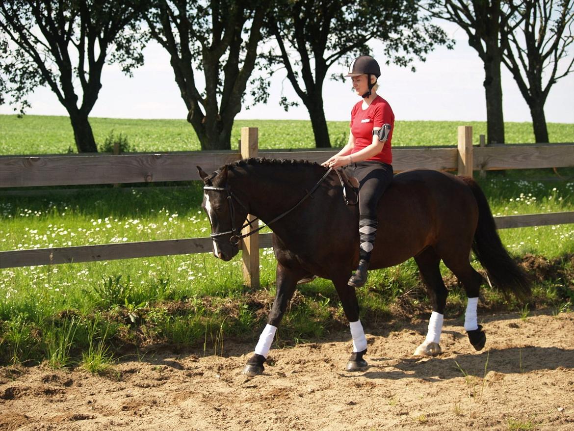 Welsh Cob (sec D) Låddenhøjs Armarni *SOLGT! billede 9