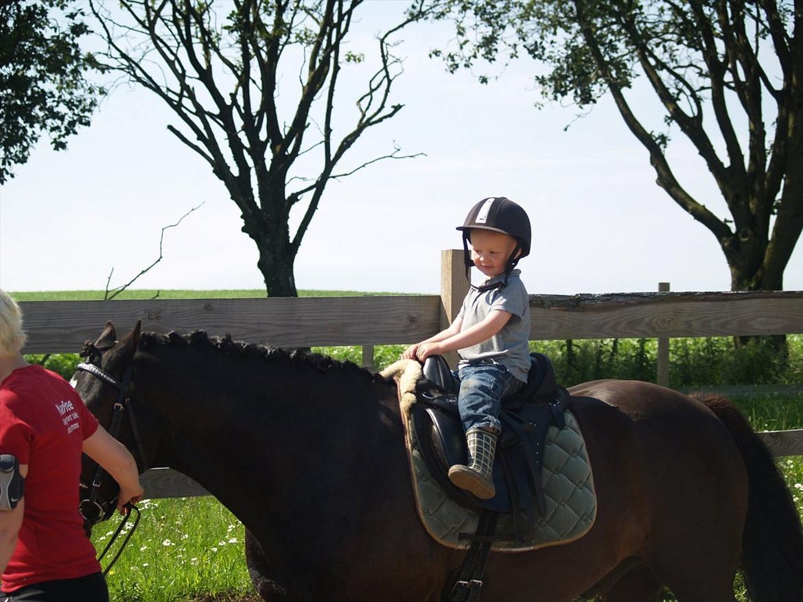 Welsh Cob (sec D) Låddenhøjs Armarni *SOLGT! billede 10
