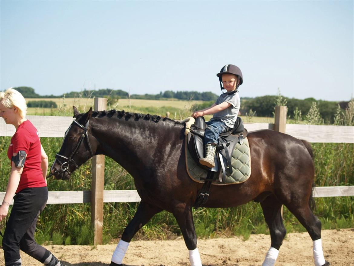 Welsh Cob (sec D) Låddenhøjs Armarni *SOLGT! billede 11