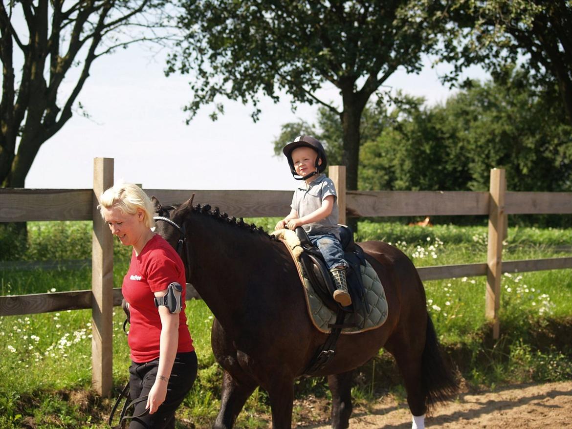 Welsh Cob (sec D) Låddenhøjs Armarni *SOLGT! billede 12