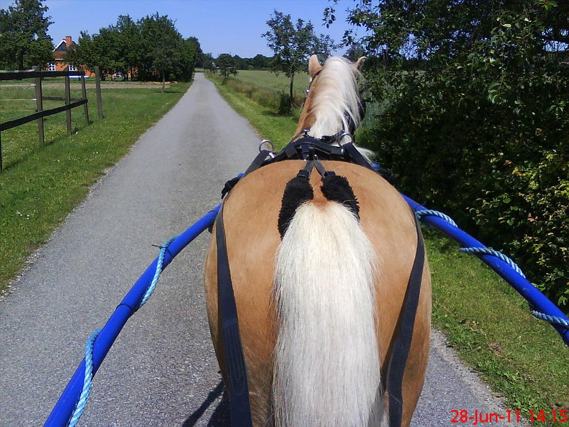 Welsh Mountain (sec A) Englykke´s Dior - Dior og jeg på skovtur  billede 19