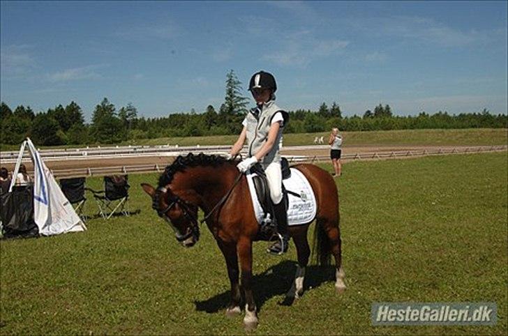 Welsh Mountain (sec A) Springbourne Huckleberry A-PONY (SOLGT) - Hugo og mig til sydjysk for hold og indviduel;-) billede 9