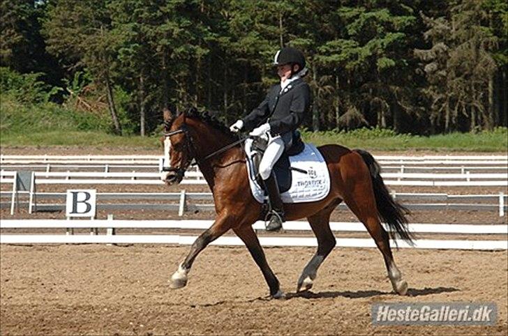 Welsh Mountain (sec A) Springbourne Huckleberry A-PONY (SOLGT) - Elsker dig hugo! HuGo og mig til sydjyskmesterskab for hold og ind.
2011 billede 10