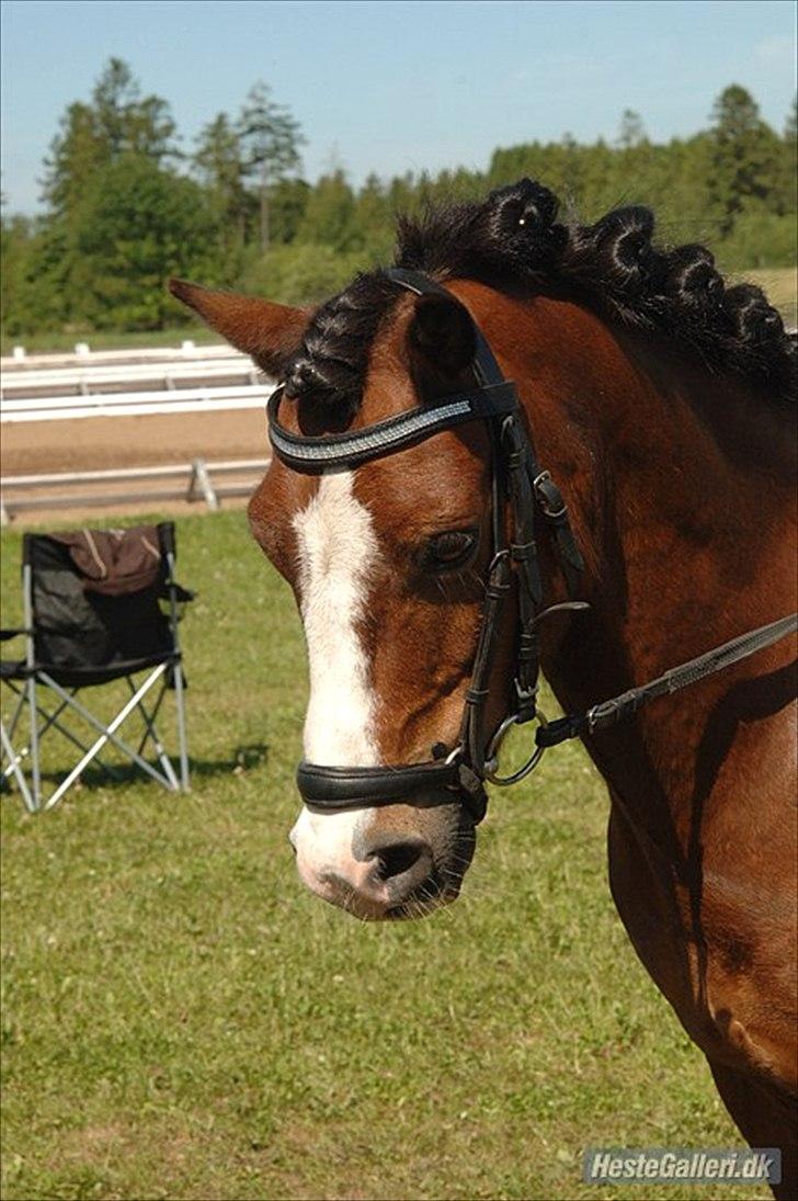Welsh Mountain (sec A) Springbourne Huckleberry A-PONY (SOLGT) - Hugo og mig til sydjydsk mesterskab for hold og indviduel.
love it! billede 11