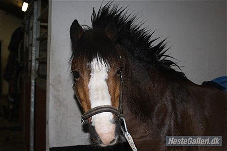 Welsh Mountain (sec A) Springbourne Huckleberry A-PONY (SOLGT) - Hugo som lige har været i bad:-) han har lige fået ny frisuer;-) he billede 12