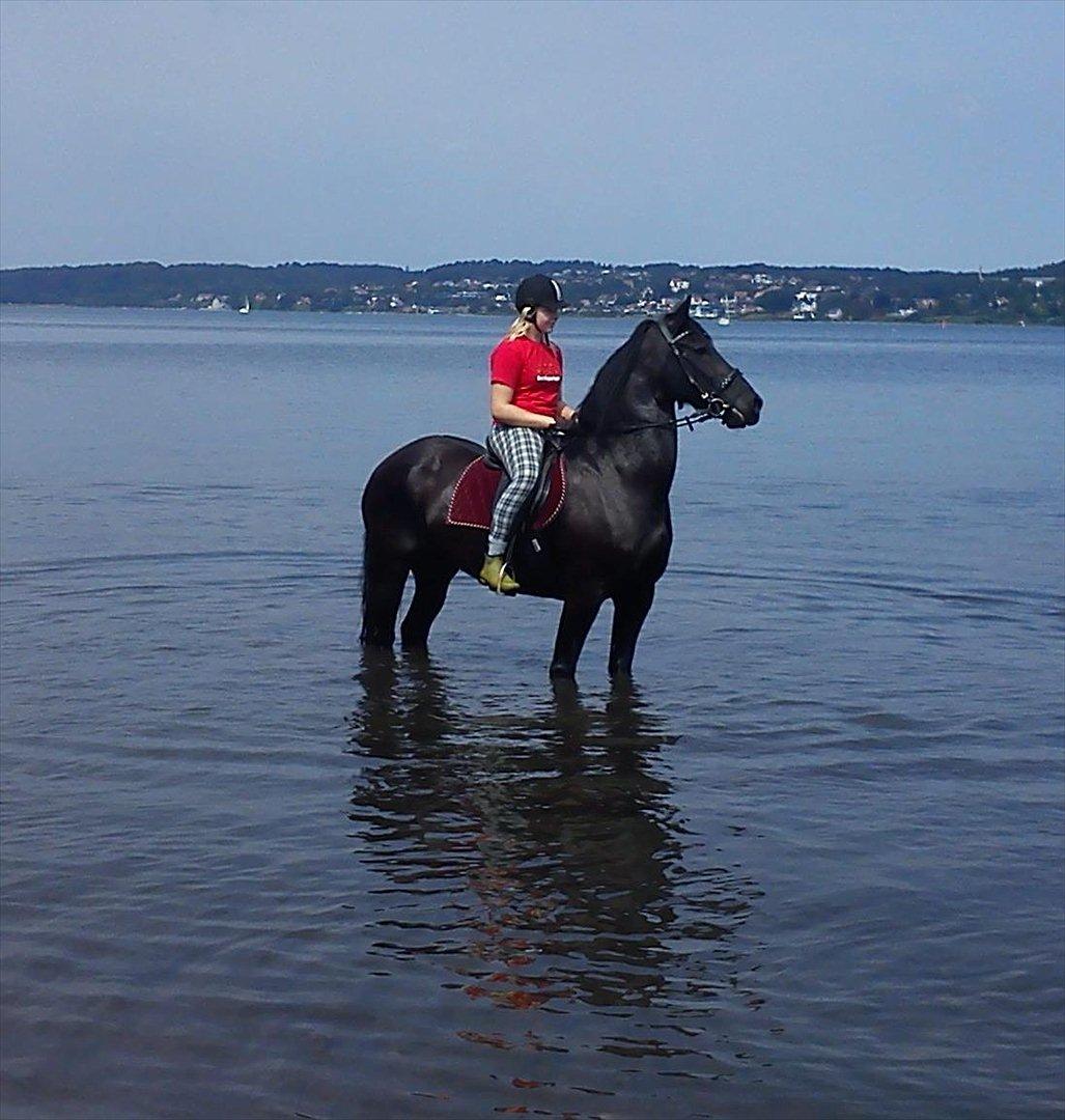 Frieser Jeike P(Passer) billede 4