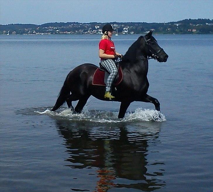 Frieser Jeike P(Passer) - Ved vandet for første gang<3 billede 2