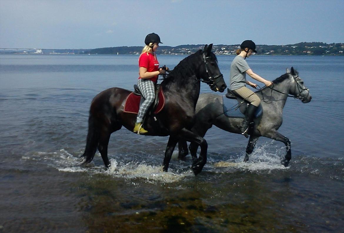 Frieser Jeike P(Passer) billede 15