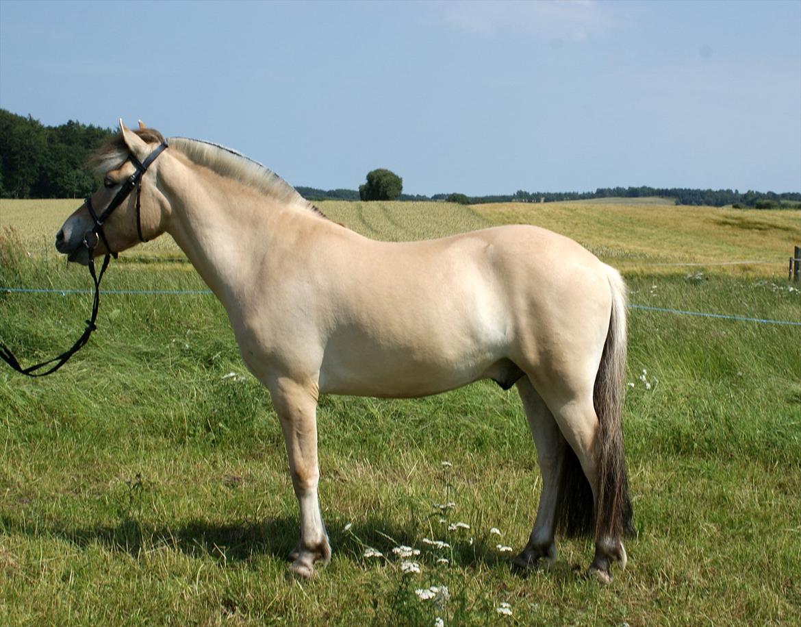 Fjordhest Laban - Laban 3 år billede 14