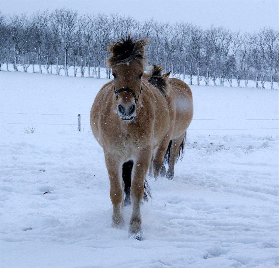 Fjordhest Laban billede 15