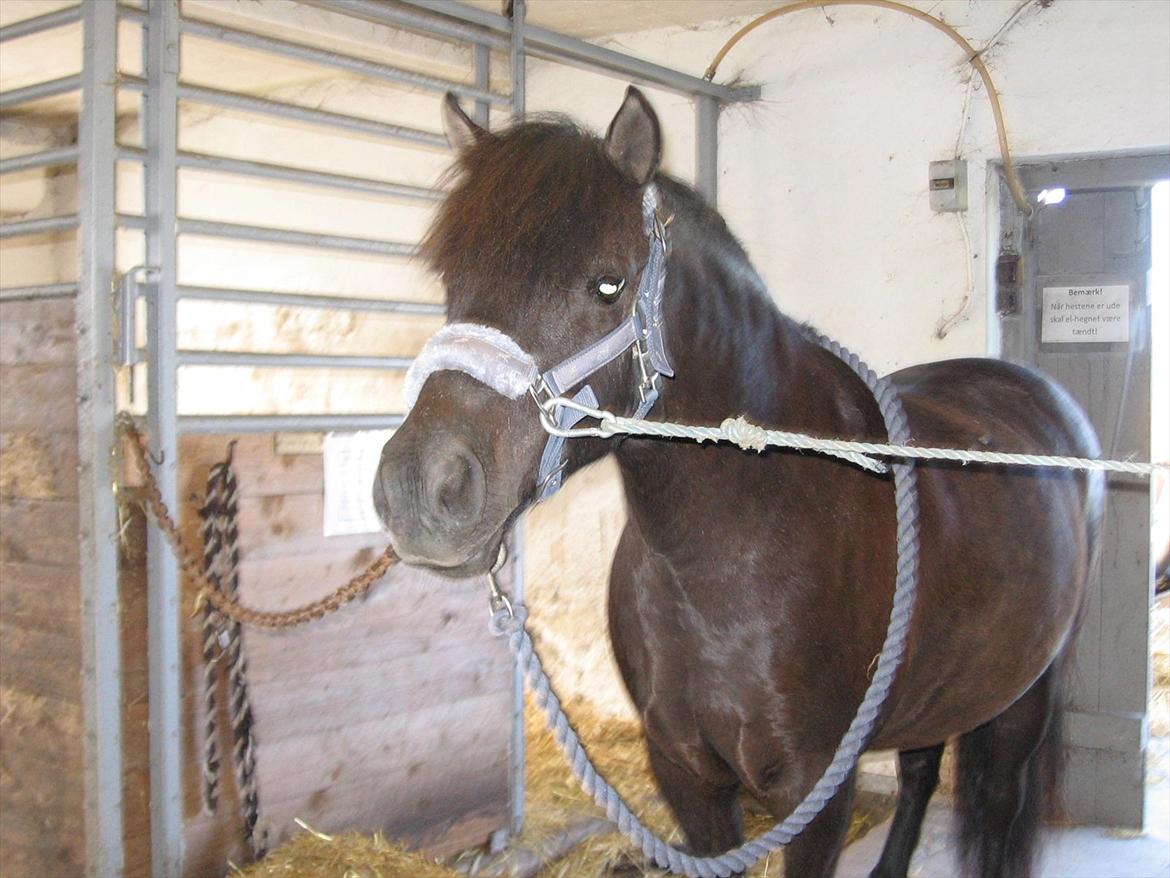 Anden særlig race Lindholms Indi*Solgt* - Hygge på gangen med Indi, det fortæller også de andre billeder;-D billede 8