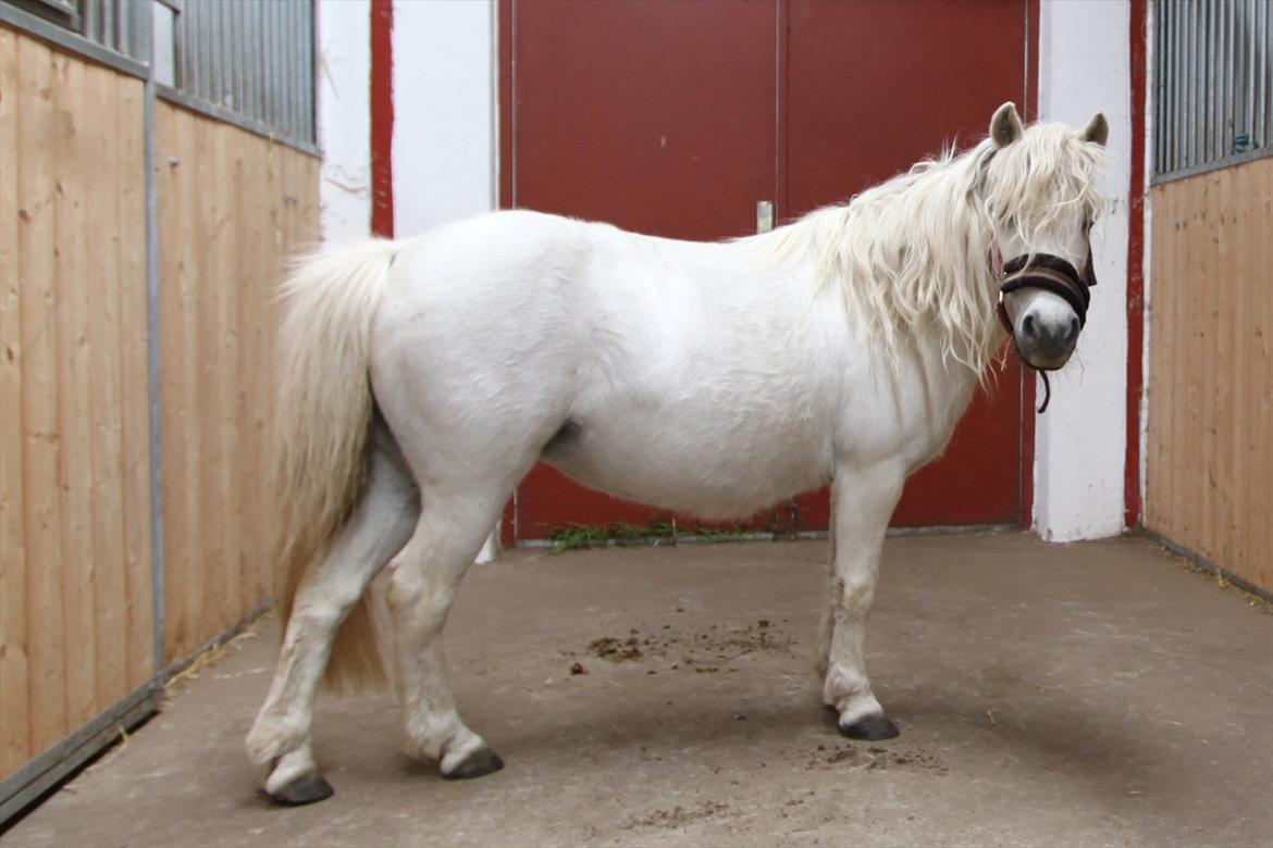 Shetlænder Snefnug (tidl. Luna) billede 1