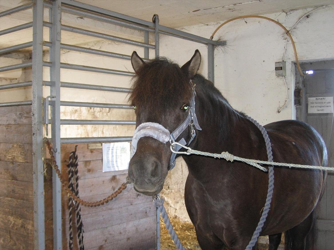 Anden særlig race Lindholms Indi*Solgt* billede 9