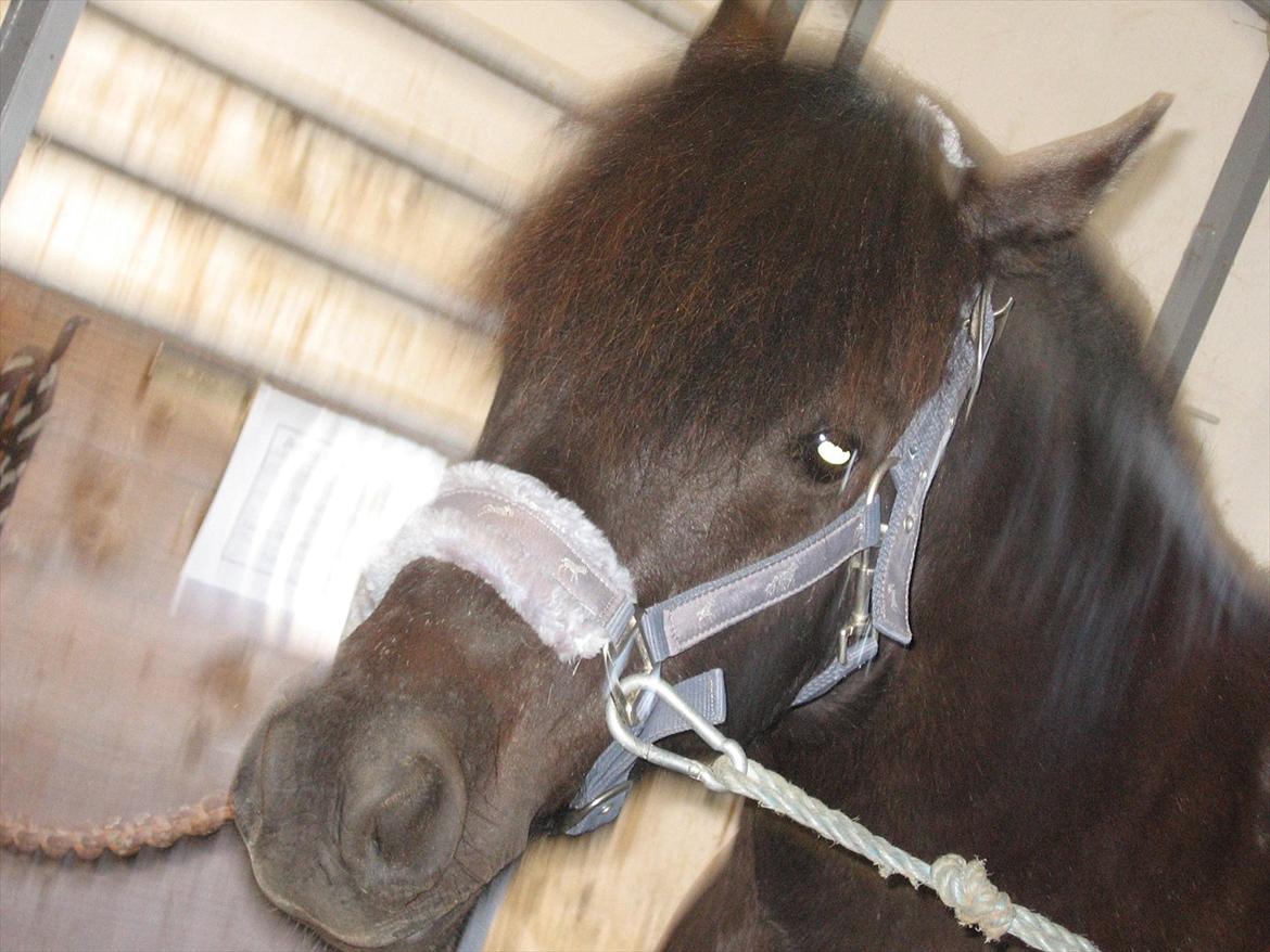 Anden særlig race Lindholms Indi*Solgt* billede 10