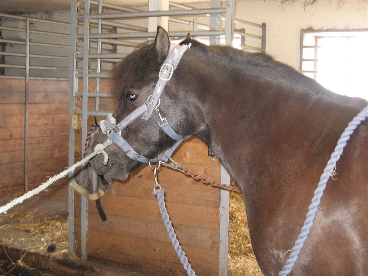 Anden særlig race Lindholms Indi*Solgt* billede 11