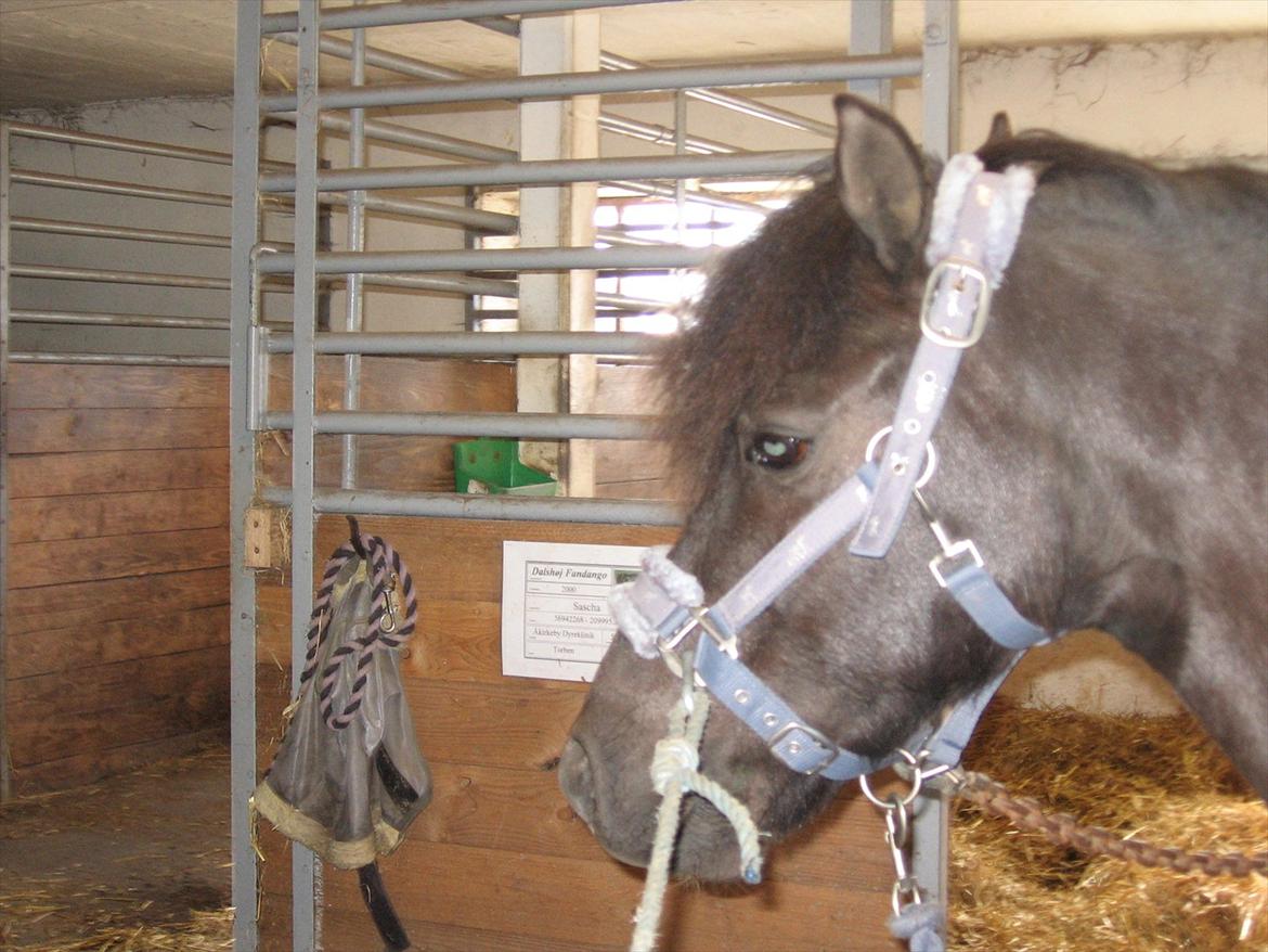 Anden særlig race Lindholms Indi*Solgt* billede 12