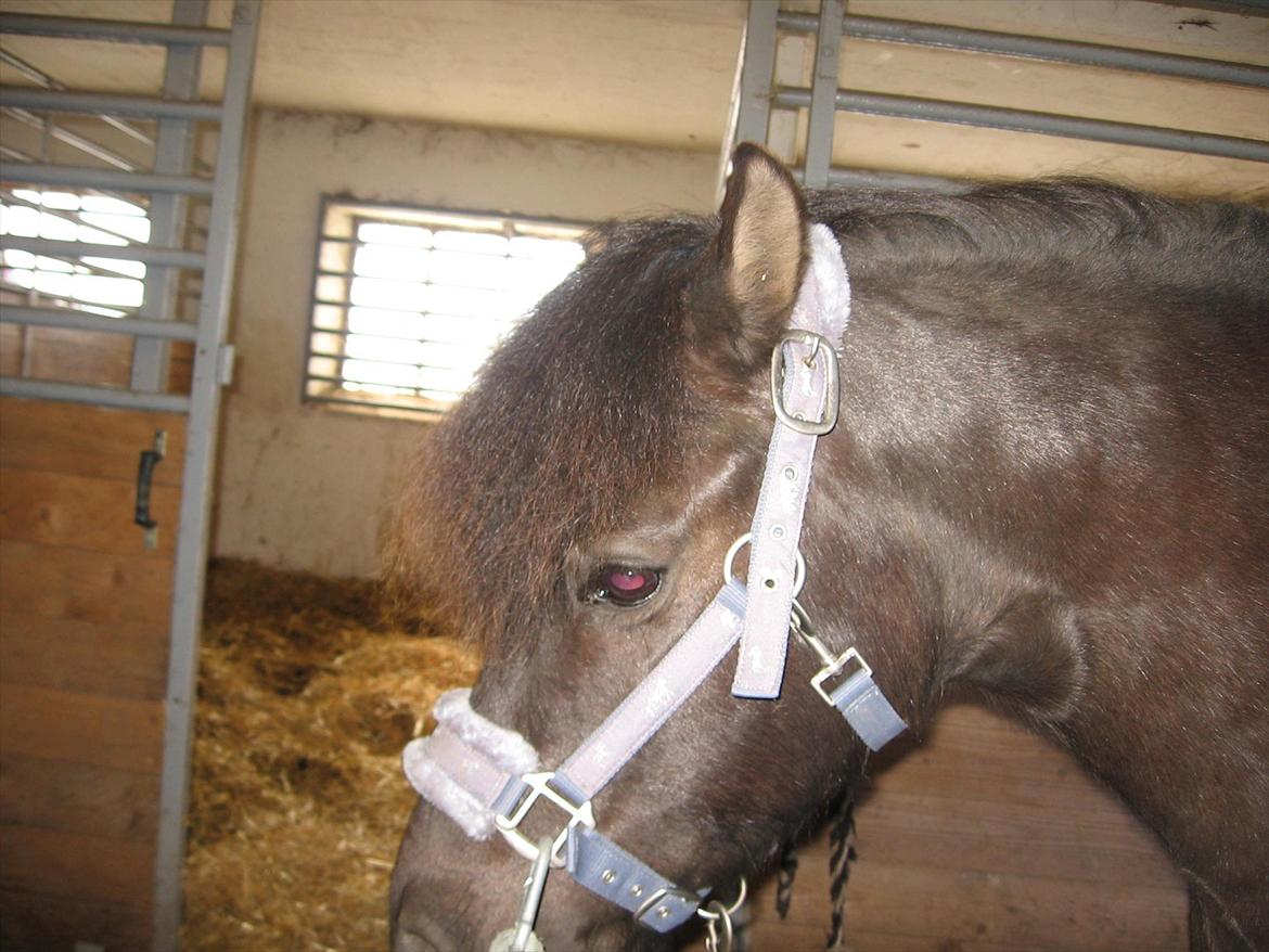 Anden særlig race Lindholms Indi*Solgt* billede 13