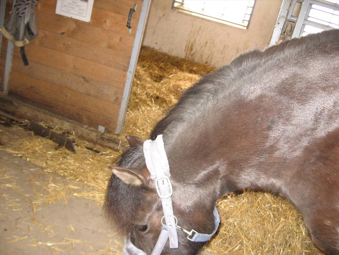 Anden særlig race Lindholms Indi*Solgt* billede 14