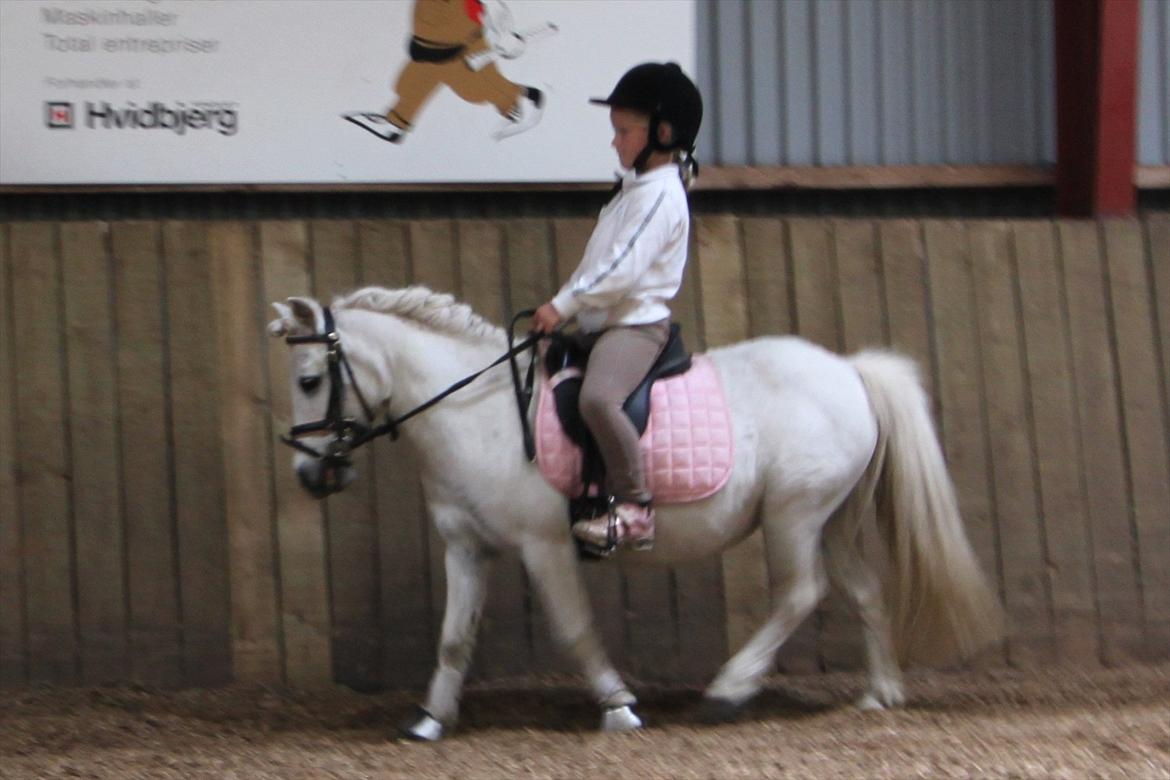 Shetlænder Snefnug (tidl. Luna) billede 2