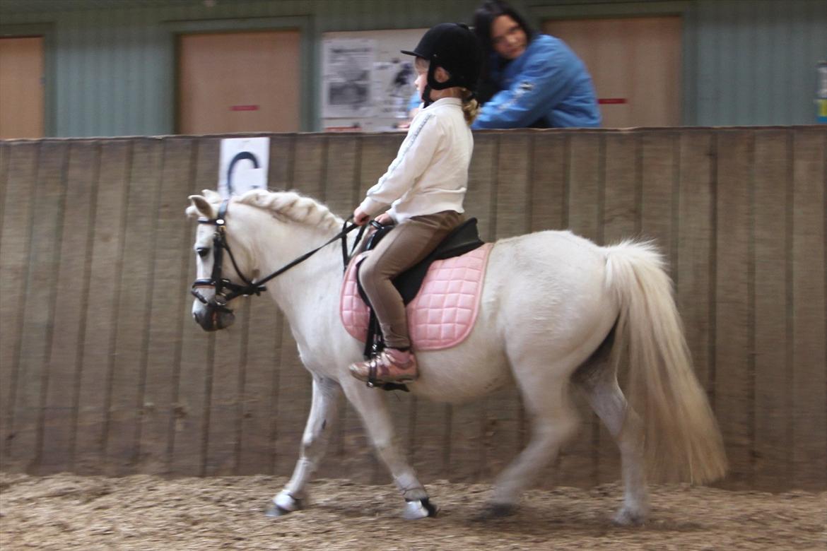 Shetlænder Snefnug (tidl. Luna) billede 3