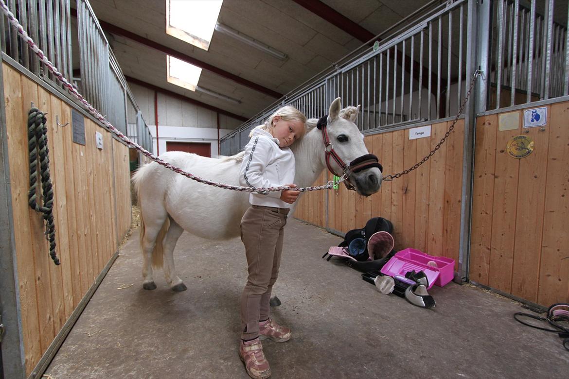 Shetlænder Snefnug (tidl. Luna) billede 4