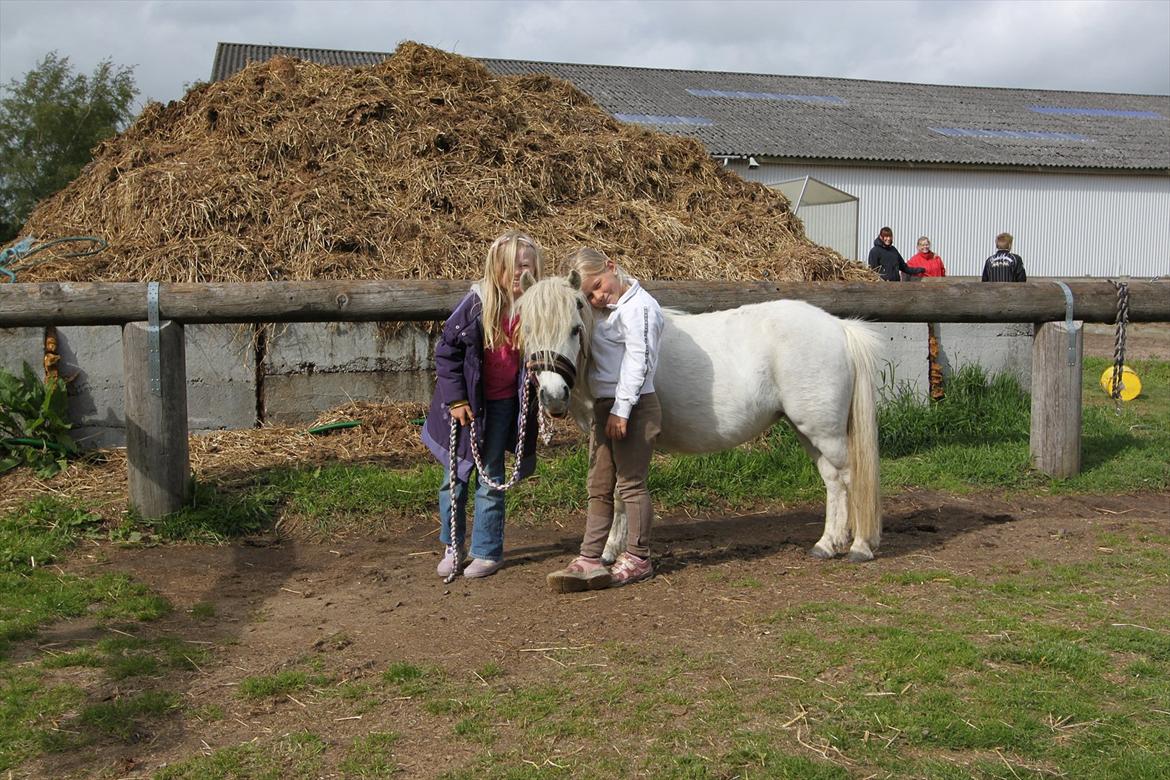 Shetlænder Snefnug (tidl. Luna) billede 5