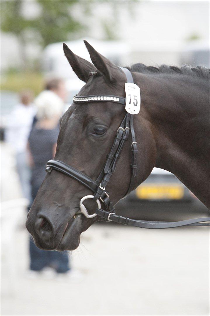 Dansk Varmblod Fabrix Festina - Festina billede 8