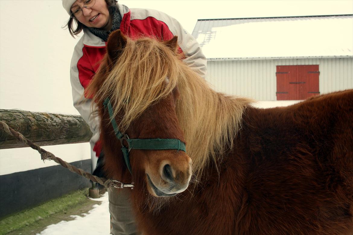 Shetlænder Emil Sporup billede 1
